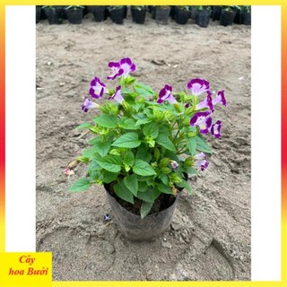 Cây Hoa Mắt Nai 13