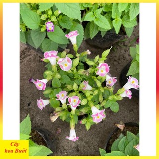 Cây Hoa Mắt Nai 13
