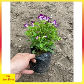 Cây Hoa Mắt Nai 13