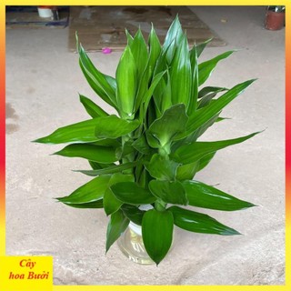 Cành phát lộc 3 thân 12