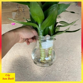 Cành phát lộc 3 thân 12