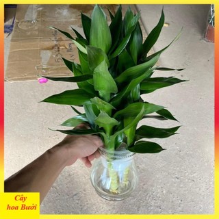 Cành phát lộc 3 thân 12