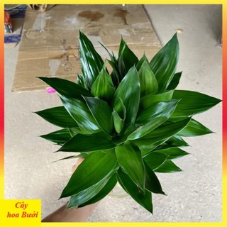 Cành phát lộc 3 thân 12