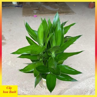 Cành phát lộc 3 thân 12