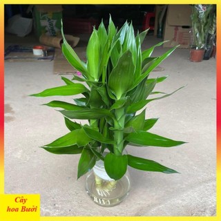 Cành phát lộc 3 thân 12