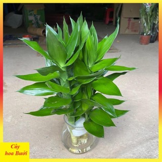 Cành phát lộc 3 thân 12
