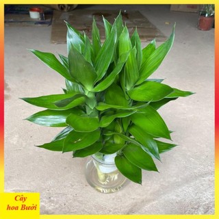 Cành phát lộc 3 thân 12