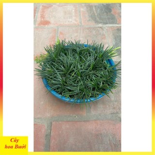 Cây cỏ mỹ 12