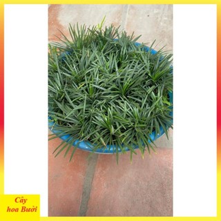 Cây Cỏ Mỹ 12