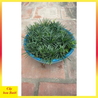 Cây Cỏ Mỹ 12