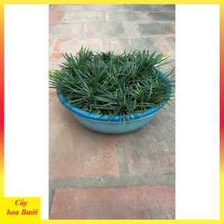 Cây Cỏ Mỹ 12