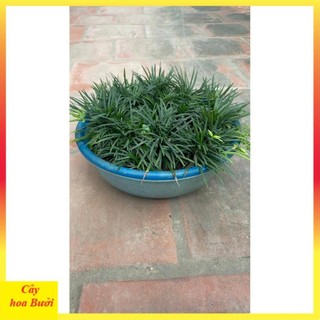 Cây Cỏ Mỹ 12