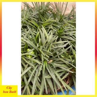 Cây Cỏ Mỹ 12