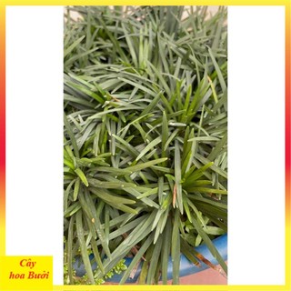 Cây Cỏ Mỹ 12
