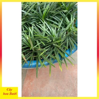 Cây Cỏ Mỹ 12