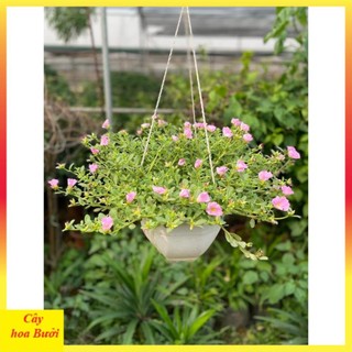 Cây hoa sam hồng 13