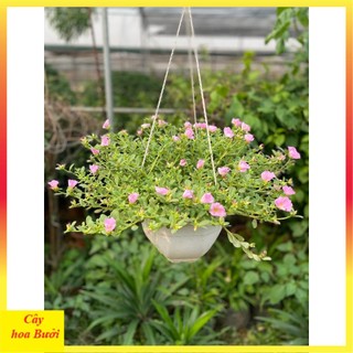 Cây Hoa Sam Hồng 13