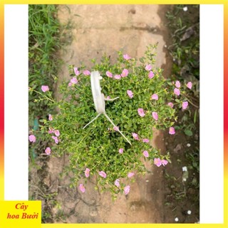Cây Hoa Sam Hồng 13
