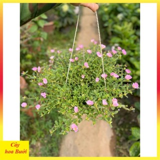 Cây Hoa Sam Hồng 13