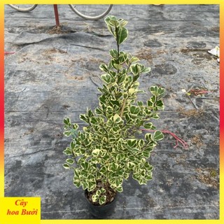 Cây bàng cẩm thạch 12