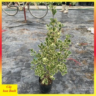Cây bàng cẩm thạch 12