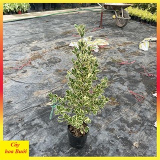 Cây bàng cẩm thạch 12