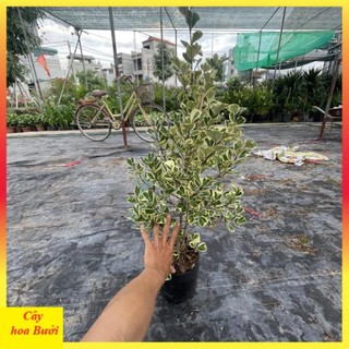 Cây bàng cẩm thạch 12