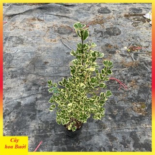 Cây bàng cẩm thạch 12