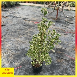 Cây bàng cẩm thạch 12
