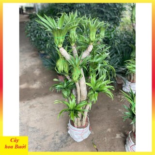Phát tài núi nhiều thân lá rủ 14