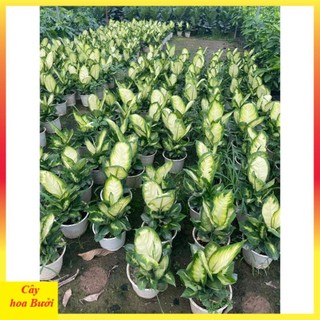 Cây sao sáng size vừa 14