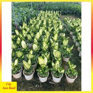 Cây sao sáng size vừa 14