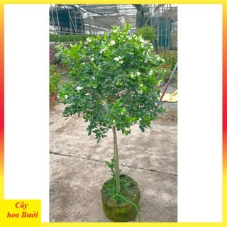 Cây nguyệt quế thân Tree to 14