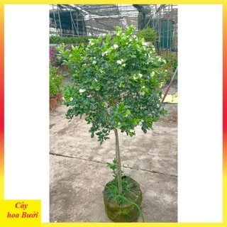 Cây nguyệt quế thân Tree to 14