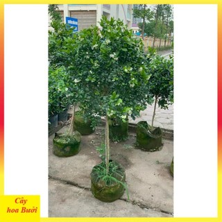 Cây nguyệt quế thân Tree to 14