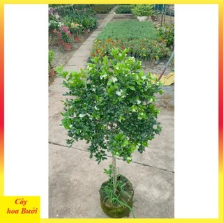 Cây nguyệt quế thân Tree to 14