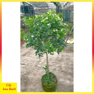 Cây nguyệt quế thân Tree to 14