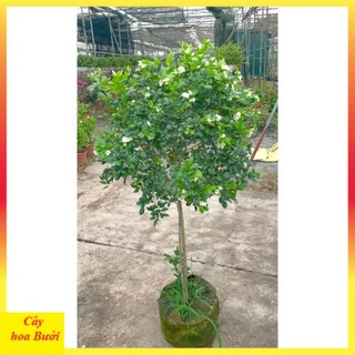 Cây nguyệt quế thân Tree to 14