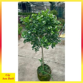 Cây nguyệt quế thân Tree to 14