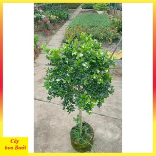 Cây nguyệt quế thân Tree to 14