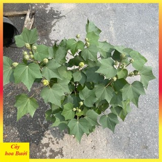 Cây Hoa Phù Dung 13