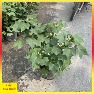 Cây Hoa Phù Dung 13
