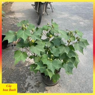Cây Hoa Phù Dung 13