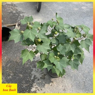 Cây hoa phù dung 13