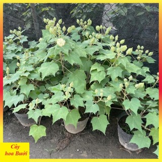 Cây Hoa Phù Dung 13