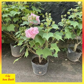 Cây Hoa Phù Dung 13