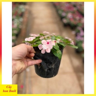 Cây hoa dừa cạn rủ 13