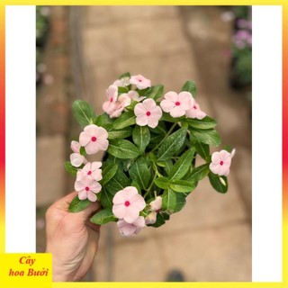 Cây Hoa Dừa Cạn Rủ 13