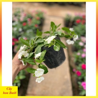 Cây Hoa Dừa Cạn Rủ 13