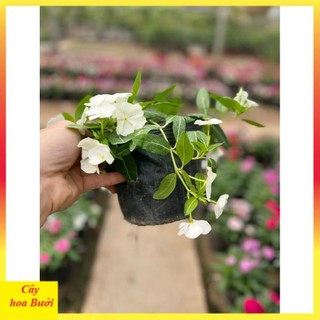 Cây Hoa Dừa Cạn Rủ 13
